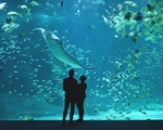 Les nouveautés de la saison 2024 de l’aquarium Nausicaá