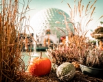 La saison Halloween 2025 à Europa-Park