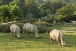Le PAL c’est aussi un parc zoologique qui accueille plus de 60 espèces différentes.