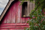 Des dizaines de pépites d’or de toutes tailles ont été disséminées dans la zone thématique de Frontierland.