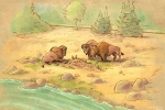 De nouvelles figures d’animaux seront installées tout au long du parcours de Rivers of the Far West à Frontierland.