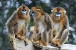 L’année 2025 a été marquée par l’arrivée inédite de singes dorés au Zoo de Beauval.