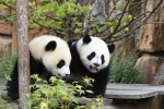 En 2025, deux des quatre pandas ont quitté Beauval pour rejoindre la Chine.