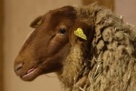 Le mouton solognot est une des espèces anciennes de Bucolia.