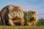 Le zoo de Beauval est le seul zoo en France qui accueille des wombats en 2026.