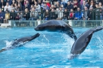 Les otaries du spectacle L’Odyssée des Lions de Mer à Beauval.