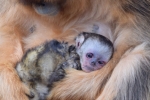 Bébé singe doré né en mars 2026 au ZooParc de Beauval
