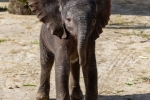 Éléphanteau née en février 2026, visible avec sa maman dans l’enclos des éléphants