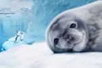 Antartica est le nouveau film diffusé dans la salle Kinémax du Futuroscope.
