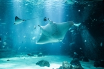Nausicaá présente près de 58 000 animaux dans ses bassins !