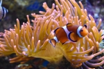 À Nausicaá, on peut croiser des poissons tropicaux.